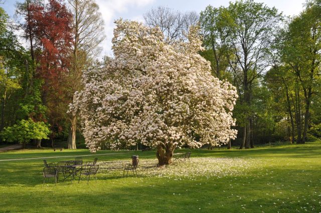 Château de Preisch - Moselle Trois Frontières - Magnolia