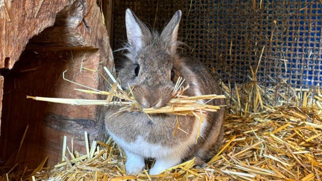 Château de Preisch - Moselle Trois Frontières - Lapin