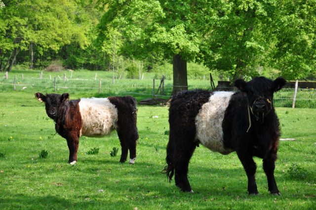 Château de Preisch - Moselle Trois Frontières - Vaches Belties