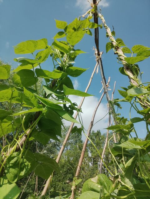 Château de Preisch - Moselle Trois Frontières - Potager haricots