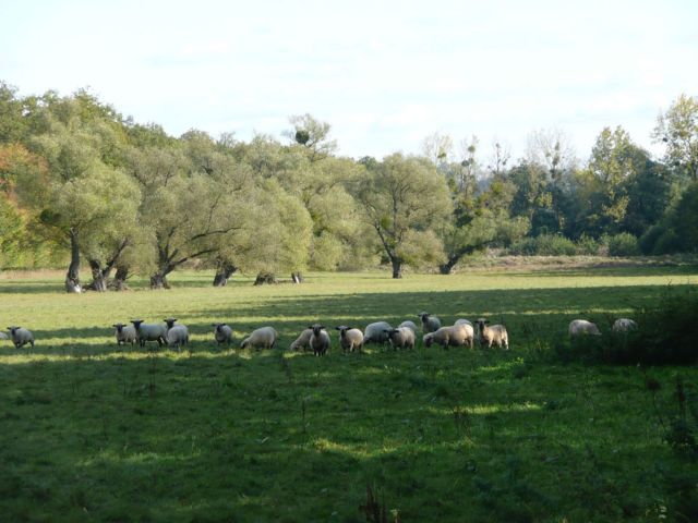 Château de Preisch - Moselle Trois Frontières - Moutons champ