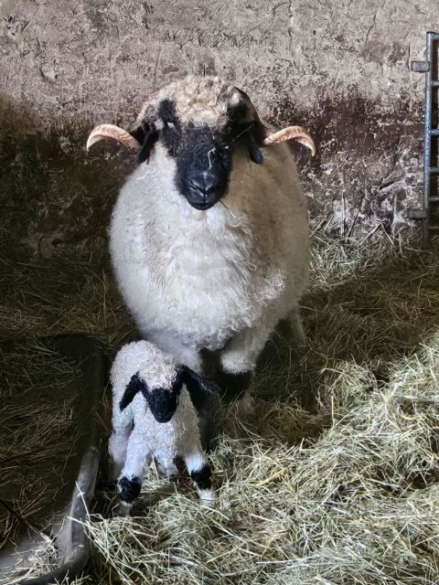 Château de Preisch - Moselle Trois Frontières - Famille moutons