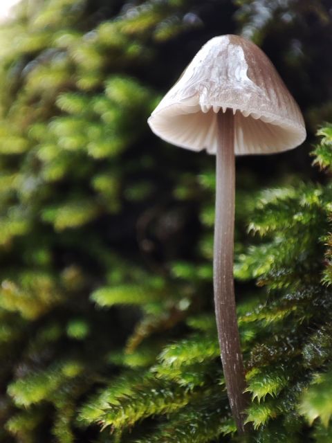 Château de Preisch - Moselle Trois Frontières - Champignon forêt